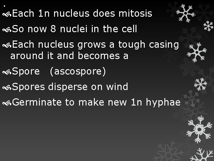 . Each 1 n nucleus does mitosis So now 8 nuclei in the cell