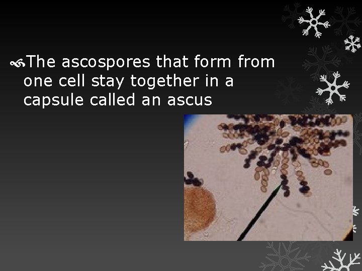  The ascospores that form from one cell stay together in a capsule called