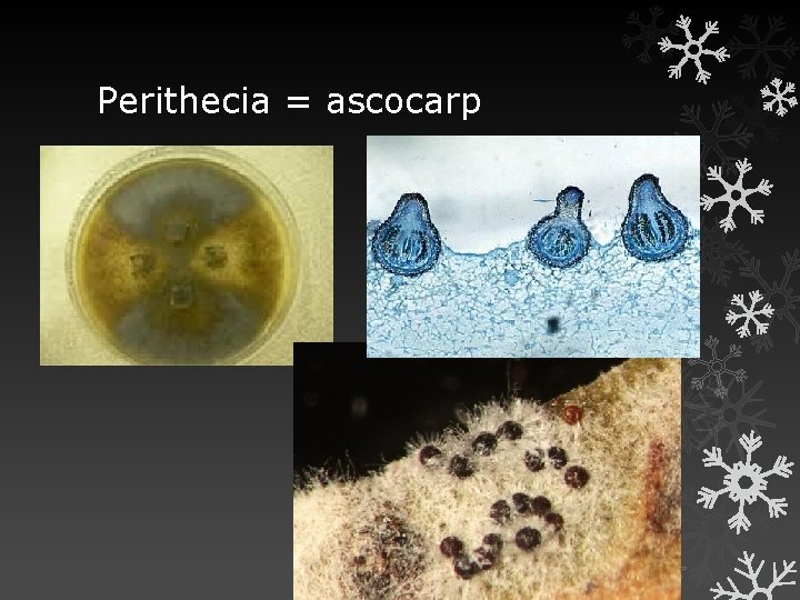 Perithecia = ascocarp 