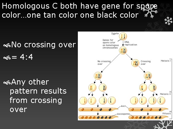 Homologous C both have gene for spore color…one tan color one black color No