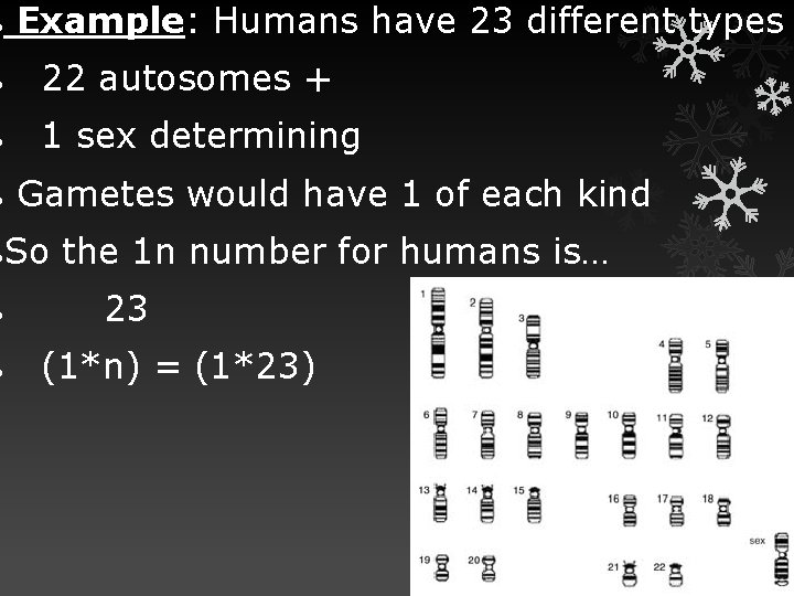  Example: Humans have 23 different types 22 autosomes + 1 sex determining Gametes