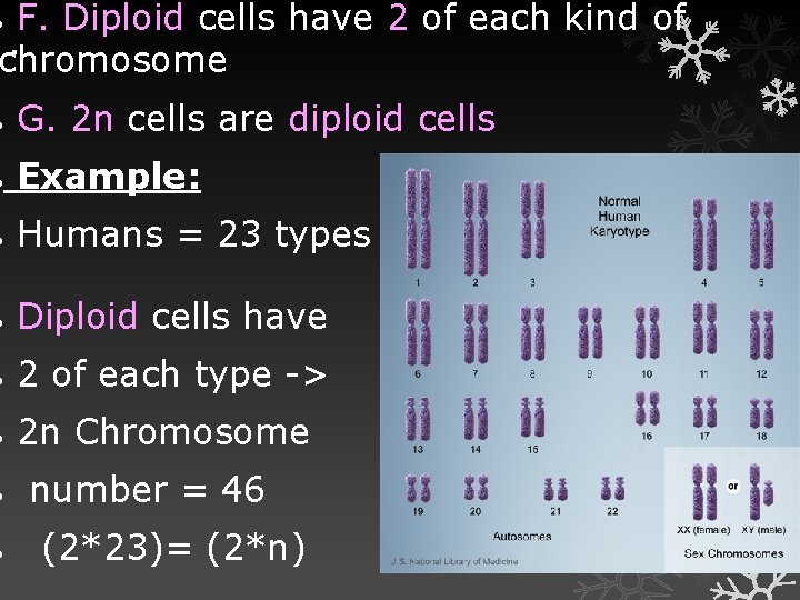  F. Diploid cells have 2 of each kind of. chromosome G. 2 n