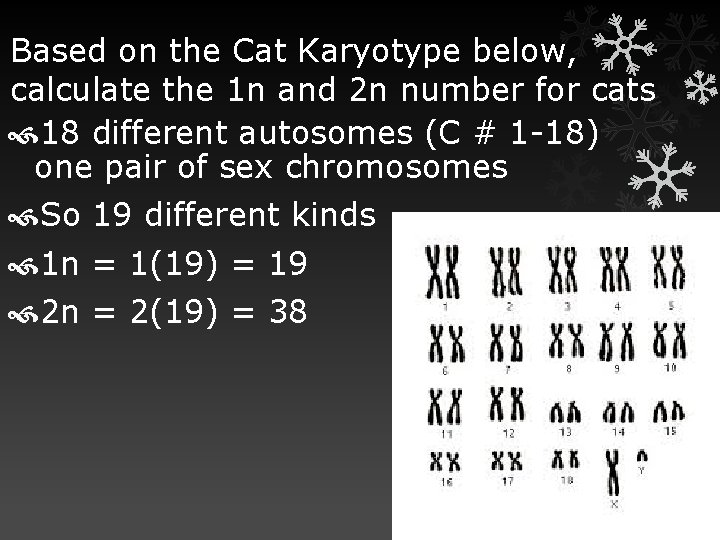 Based on the Cat Karyotype below, calculate the 1 n and 2 n number