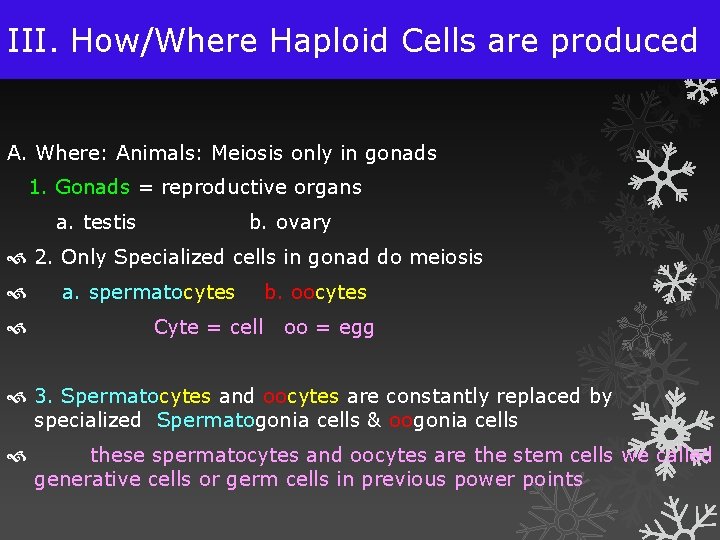 III. How/Where Haploid Cells are produced A. Where: Animals: Meiosis only in gonads 1.