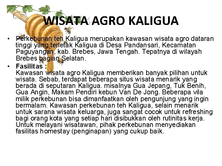 WISATA AGRO KALIGUA • Perkebunan teh Kaligua merupakan kawasan wisata agro dataran tinggi yang