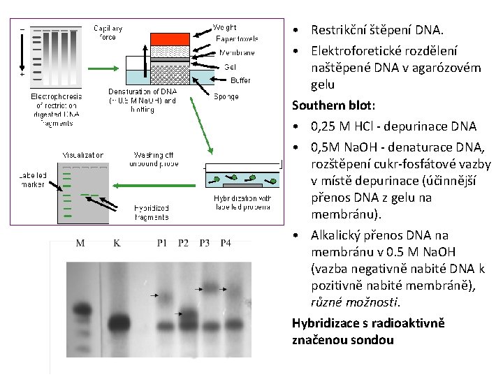  • Restrikční štěpení DNA. • Elektroforetické rozdělení naštěpené DNA v agarózovém gelu Southern
