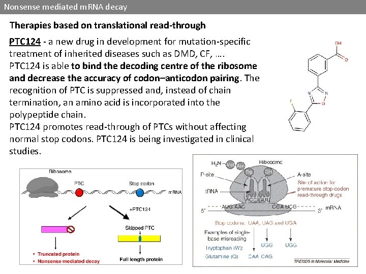 Nonsense mediated m. RNA decay Therapies based on translational read-through PTC 124 - a