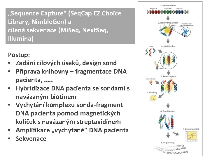 „Sequence Capture“ (Seq. Cap EZ Choice Library, Nimble. Gen) a cílená sekvenace (Mi. Seq,