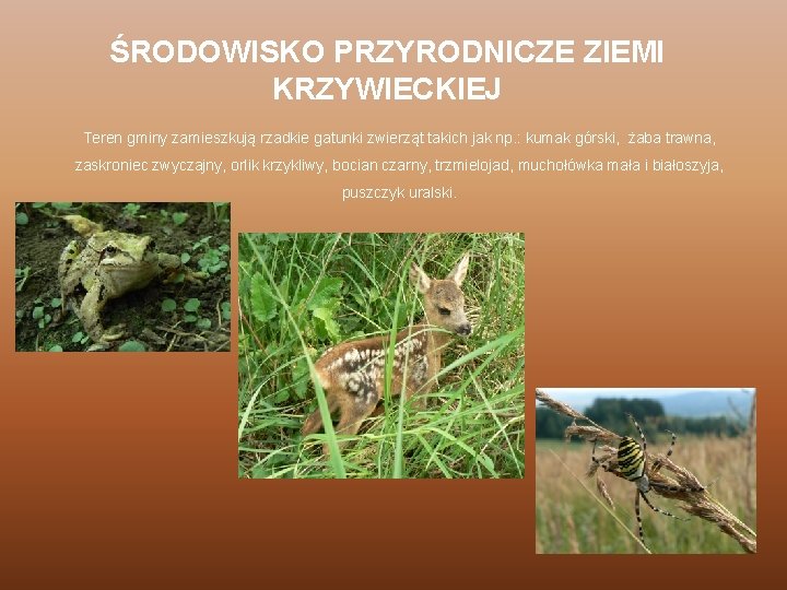 ŚRODOWISKO PRZYRODNICZE ZIEMI KRZYWIECKIEJ Teren gminy zamieszkują rzadkie gatunki zwierząt takich jak np. :