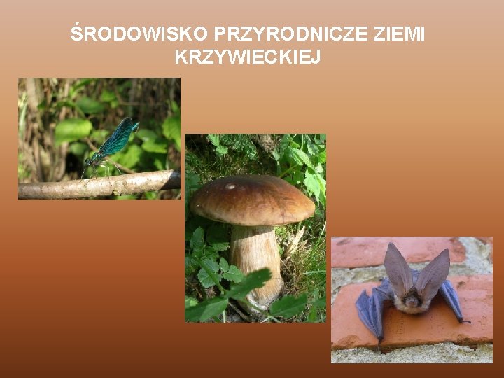 ŚRODOWISKO PRZYRODNICZE ZIEMI KRZYWIECKIEJ 