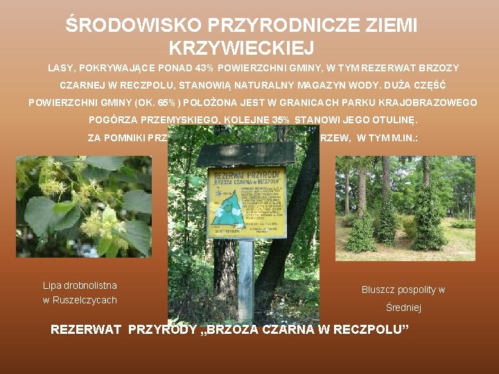 ŚRODOWISKO PRZYRODNICZE ZIEMI KRZYWIECKIEJ LASY, POKRYWAJĄCE PONAD 43% POWIERZCHNI GMINY, W TYM REZERWAT BRZOZY