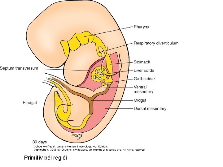 Primitív bél régiói Primitív bél régiói