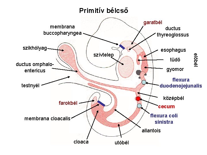 Primitív bélcső garatbél membrana buccopharyngea ductus thyreoglossus szikhólyag esophagus tüdő ductus omphaloentericus gyomor előbél Primitív bélcső garatbél membrana buccopharyngea ductus thyreoglossus szikhólyag esophagus tüdő ductus omphaloentericus gyomor előbél