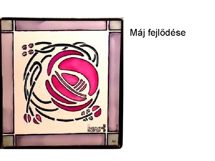 Máj fejlődése Máj fejlődése