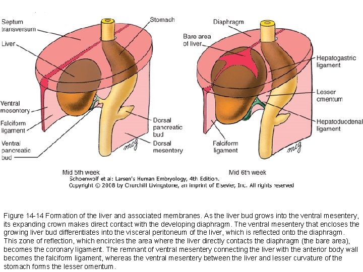 Figure 14 -14 Formation of the liver and associated membranes. As the liver bud Figure 14 -14 Formation of the liver and associated membranes. As the liver bud