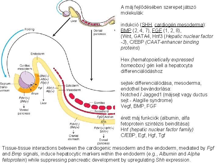 A máj fejlődésében szerepet játszó molekulák: indukció (SHH, cardiogén mesoderma): BMP (2, 4, 7), A máj fejlődésében szerepet játszó molekulák: indukció (SHH, cardiogén mesoderma): BMP (2, 4, 7),