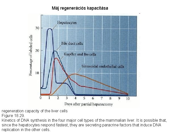 Máj regenerációs kapacitása regeneration capacity of the liver cells Figure 18. 29. Kinetics of Máj regenerációs kapacitása regeneration capacity of the liver cells Figure 18. 29. Kinetics of
