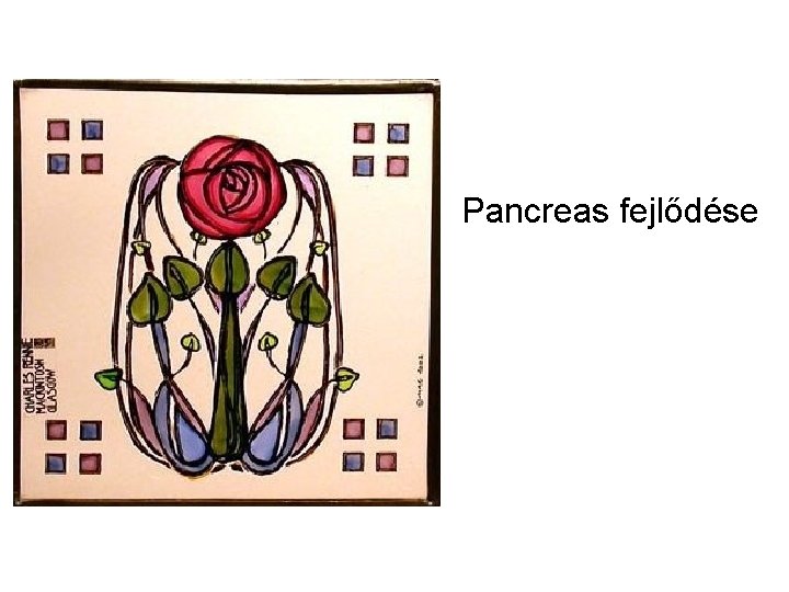 Pancreas fejlődése Pancreas fejlődése