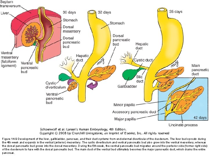 Figure 14 -9 Development of the liver, gallbladder, pancreas, and their duct systems from Figure 14 -9 Development of the liver, gallbladder, pancreas, and their duct systems from