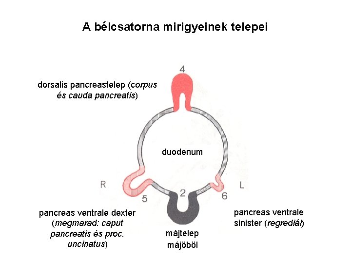 A bélcsatorna mirigyeinek telepei dorsalis pancreastelep (corpus és cauda pancreatis) duodenum pancreas ventrale dexter A bélcsatorna mirigyeinek telepei dorsalis pancreastelep (corpus és cauda pancreatis) duodenum pancreas ventrale dexter