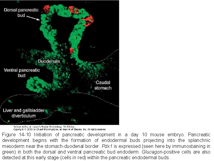 Figure 14 -10 Initiation of pancreatic development in a day 10 mouse embryo. Pancreatic Figure 14 -10 Initiation of pancreatic development in a day 10 mouse embryo. Pancreatic