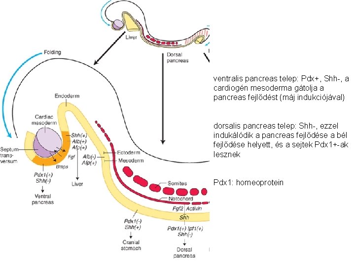 ventralis pancreas telep: Pdx+, Shh-, a cardiogén mesoderma gátolja a pancreas fejlődést (máj indukciójával) ventralis pancreas telep: Pdx+, Shh-, a cardiogén mesoderma gátolja a pancreas fejlődést (máj indukciójával)