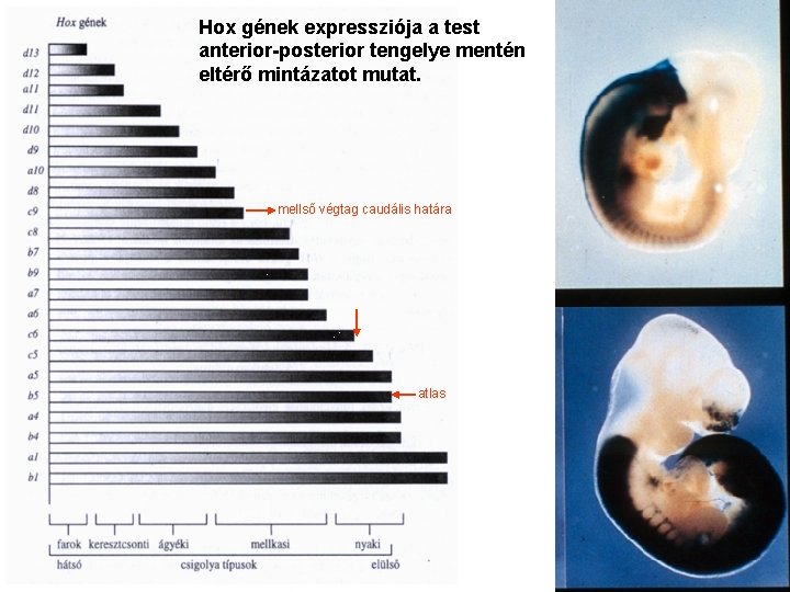 Hox gének expressziója a test anterior-posterior tengelye mentén eltérő mintázatot mutat. mellső végtag caudális Hox gének expressziója a test anterior-posterior tengelye mentén eltérő mintázatot mutat. mellső végtag caudális