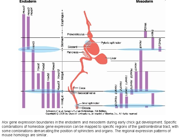 Hox gene expression boundaries in the endoderm and mesoderm during early chick gut development. Hox gene expression boundaries in the endoderm and mesoderm during early chick gut development.