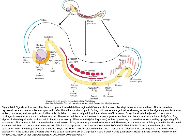 Figure 14 -5 Signals and transcription factors important in establishing regional differences in the Figure 14 -5 Signals and transcription factors important in establishing regional differences in the