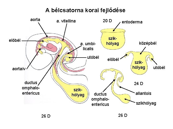 A bélcsatorna korai fejlődése aorta 20 D a. vitellina előbél a. umbilicalis utóbél entoderma A bélcsatorna korai fejlődése aorta 20 D a. vitellina előbél a. umbilicalis utóbél entoderma