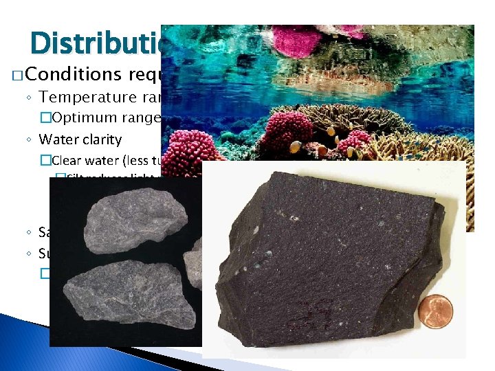 Distribution of Corals � Conditions required: ◦ Temperature range =16⁰C – 35 ⁰C �Optimum