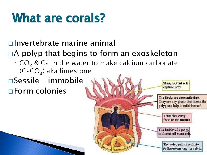 What are corals? � Invertebrate marine animal � A polyp that begins to form
