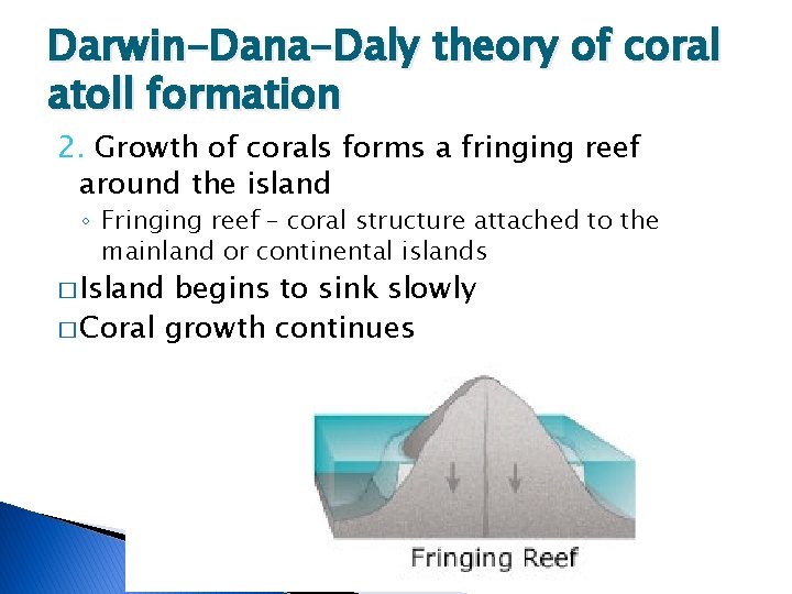 Darwin-Dana-Daly theory of coral atoll formation 2. Growth of corals forms a fringing reef