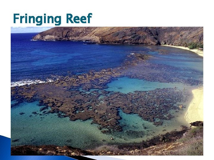 Fringing Reef 