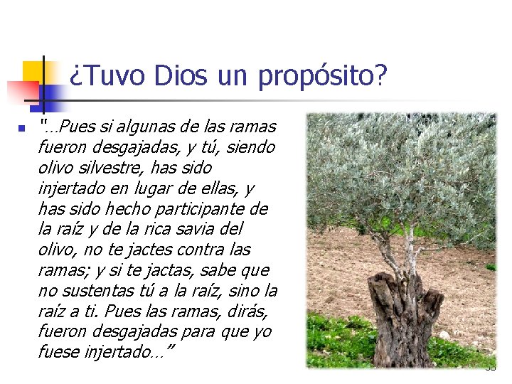 ¿Tuvo Dios un propósito? n “…Pues si algunas de las ramas fueron desgajadas, y ¿Tuvo Dios un propósito? n “…Pues si algunas de las ramas fueron desgajadas, y