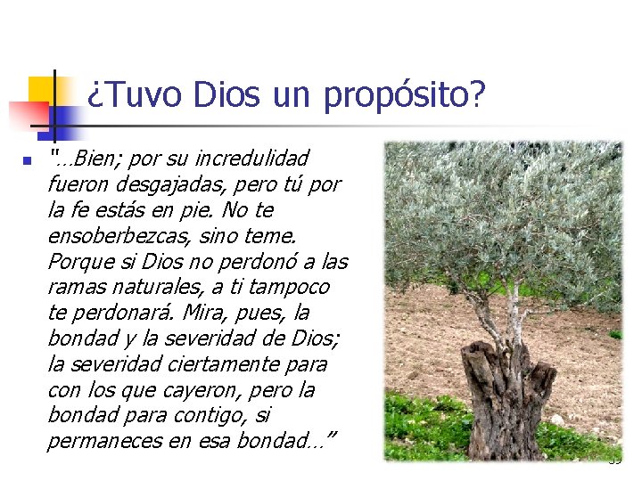 ¿Tuvo Dios un propósito? n “…Bien; por su incredulidad fueron desgajadas, pero tú por ¿Tuvo Dios un propósito? n “…Bien; por su incredulidad fueron desgajadas, pero tú por