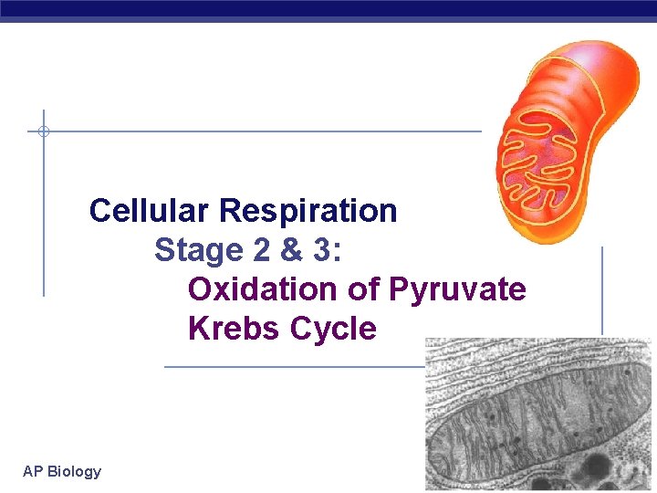 Cellular Respiration Stage 2 & 3: Oxidation of Pyruvate Krebs Cycle AP Biology 2006