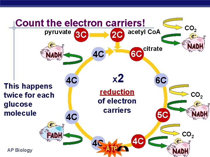 Count the electron carriers! pyruvate 3 C FADH 2 AP Biology 6 C 4