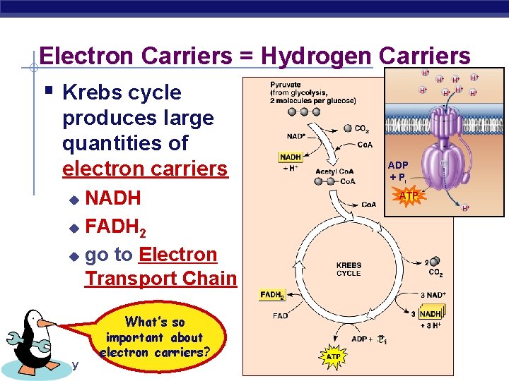 Electron Carriers = Hydrogen Carriers H+ § Krebs cycle produces large quantities of electron