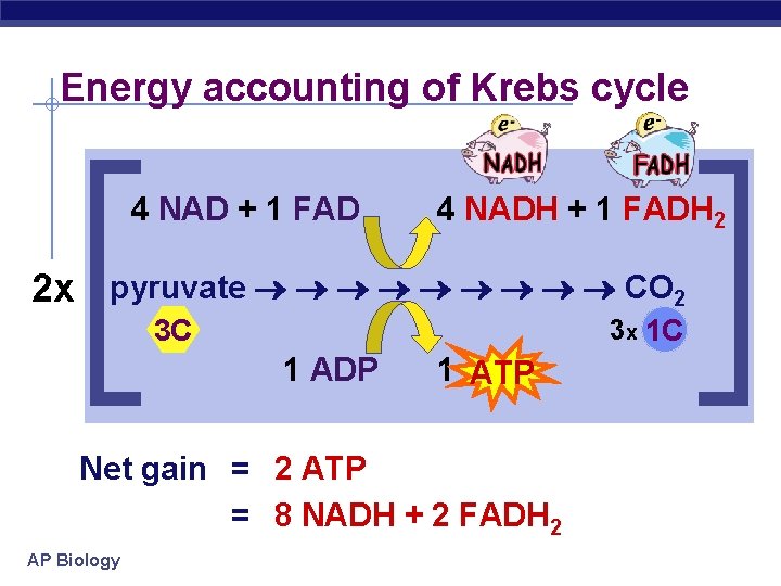 Energy accounting of Krebs cycle 4 NAD + 1 FAD 4 NADH + 1