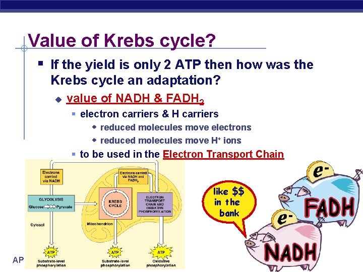 Value of Krebs cycle? § If the yield is only 2 ATP then how