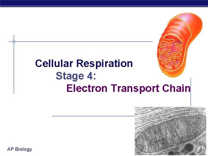 Cellular Respiration Stage 4: Electron Transport Chain AP Biology 2006 -2007 