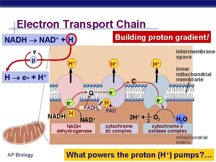 Electron Transport Chain Building proton gradient! NADH NAD+ + H e p intermembrane space
