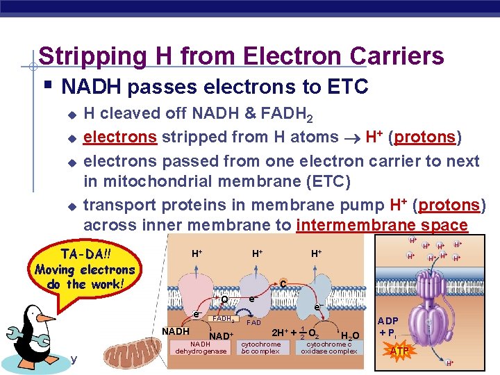 Stripping H from Electron Carriers § NADH passes electrons to ETC u u H
