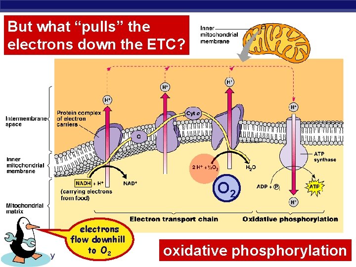 But what “pulls” the electrons down the ETC? O 2 AP Biology electrons flow