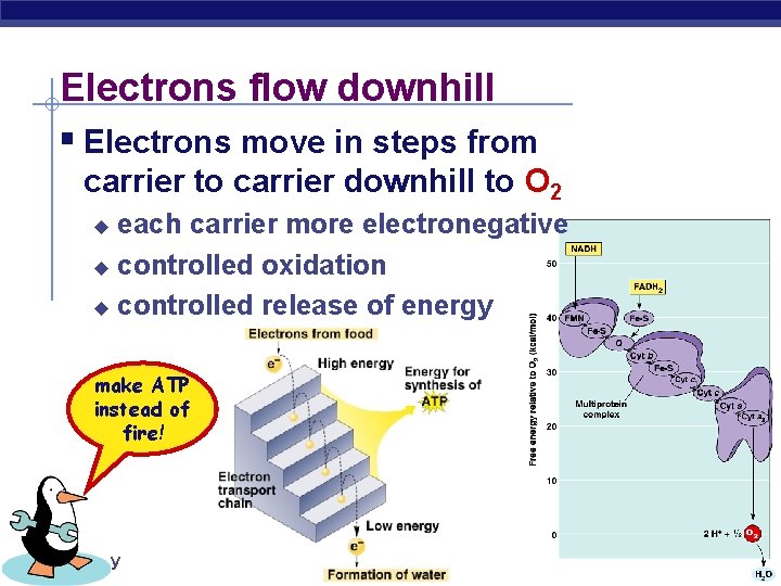 Electrons flow downhill § Electrons move in steps from carrier to carrier downhill to