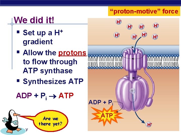 “proton-motive” force We did it! § Set up a H+ § § H+ H+
