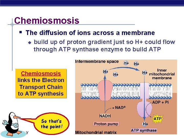 Chemiosmosis § The diffusion of ions across a membrane u build up of proton