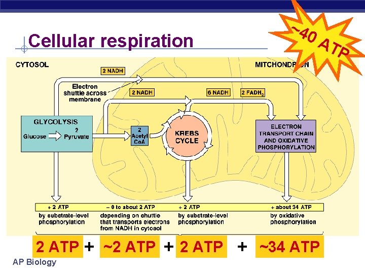 Cellular respiration 2 ATP AP Biology ~4 0 A + ~2 ATP + ~34