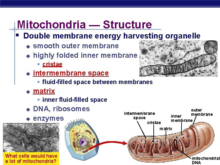 Mitochondria — Structure § Double membrane energy harvesting organelle u u smooth outer membrane